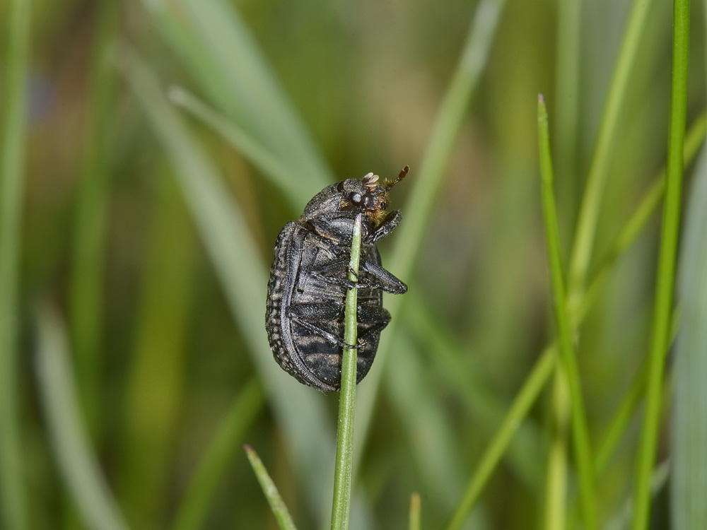 Trox sabulosus?